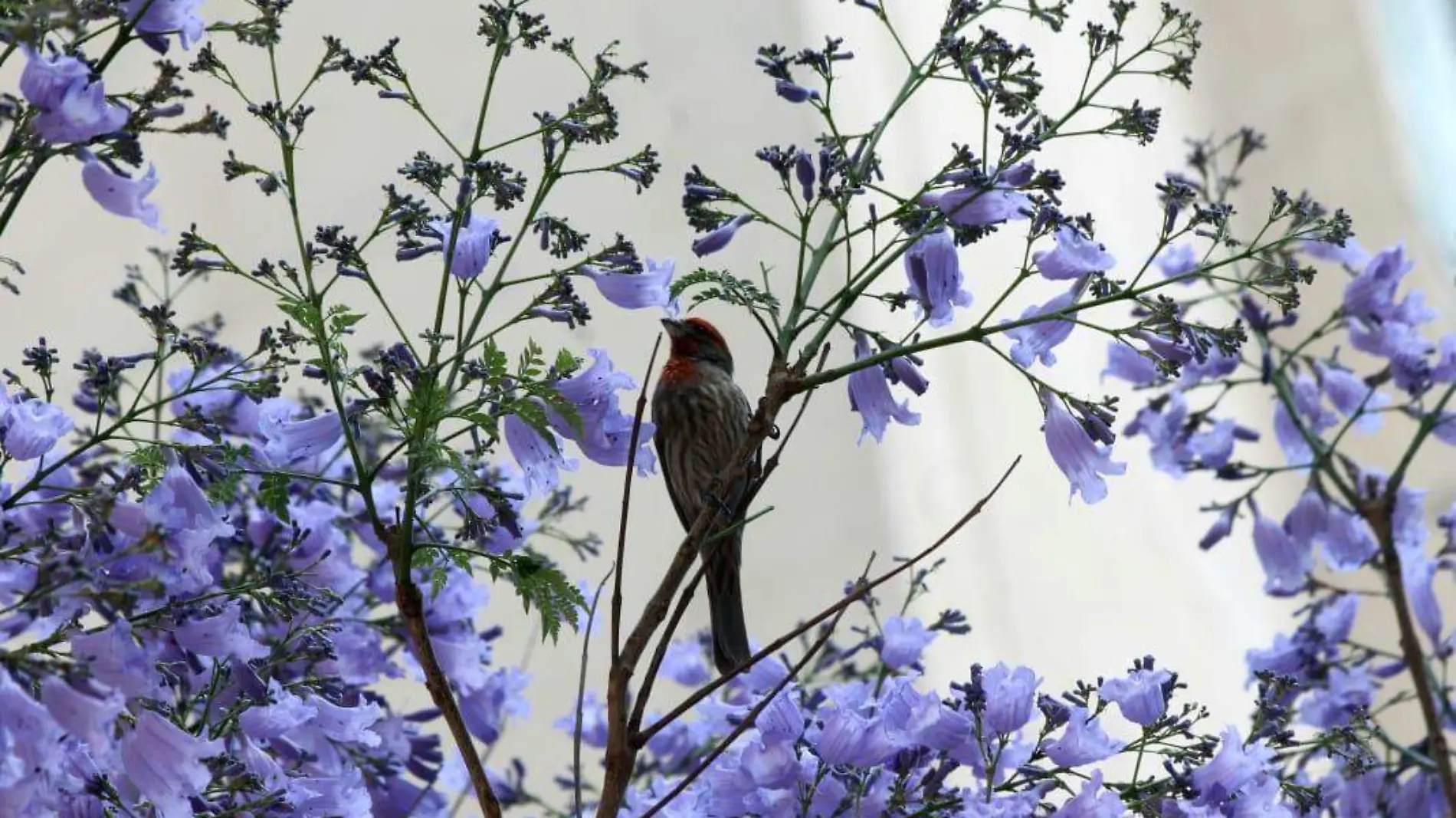 jacarandas cdmx omar flores (2)